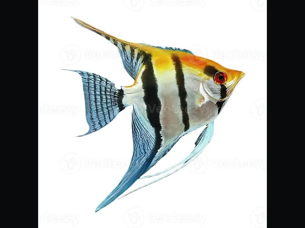 Gurami Fish
